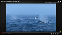 Humpbacks-v-Orcas